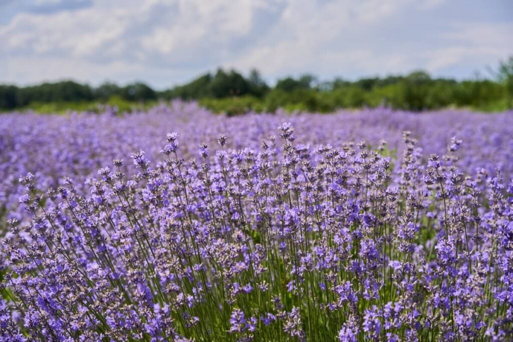 A field of Spanish Lavender flowers in bloom 