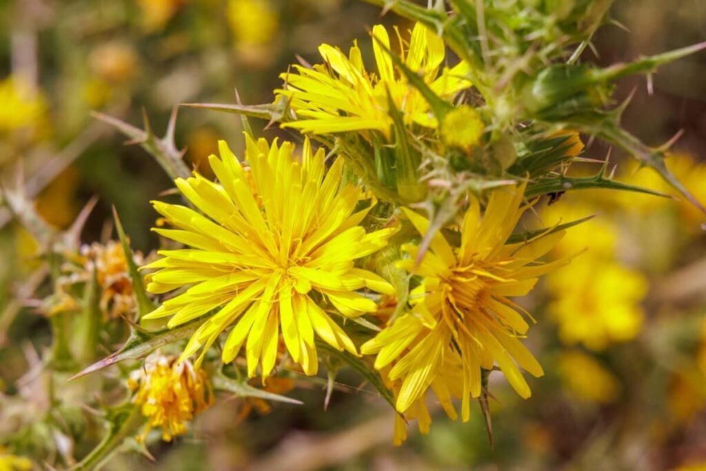 Bright yellow Spanish Oyster Thistle flowers