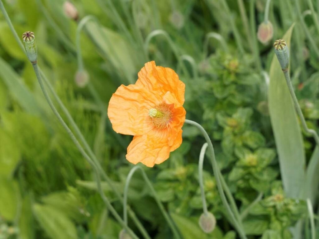 A single orange Spanish Poppy