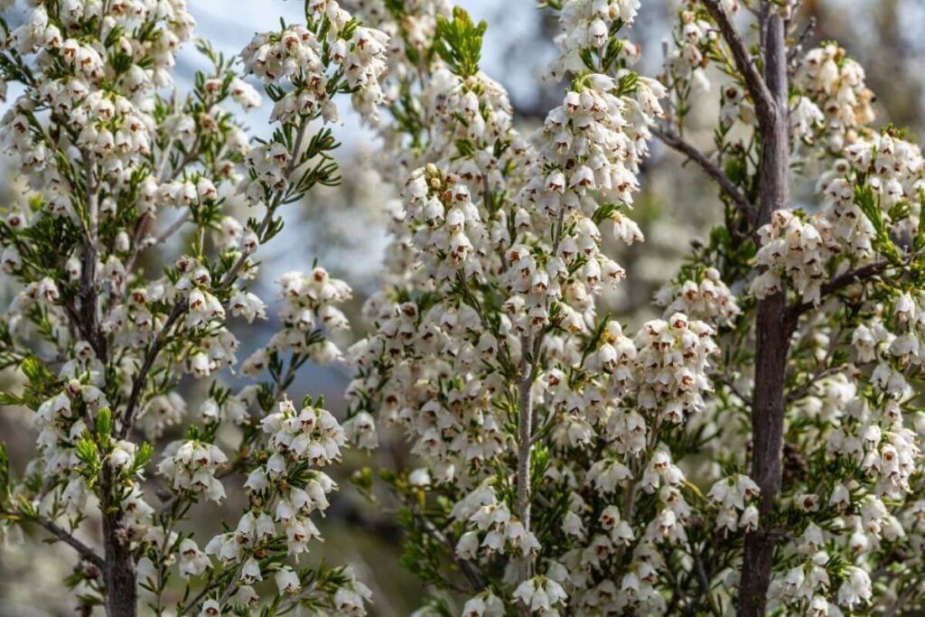 Tree Heather in full bloom 