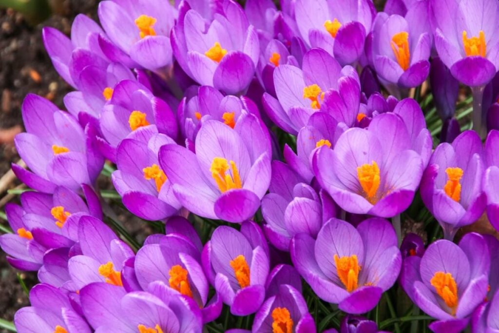 Bright purple Tuscan Crocus flowers in bloom with yellow to orange stamens