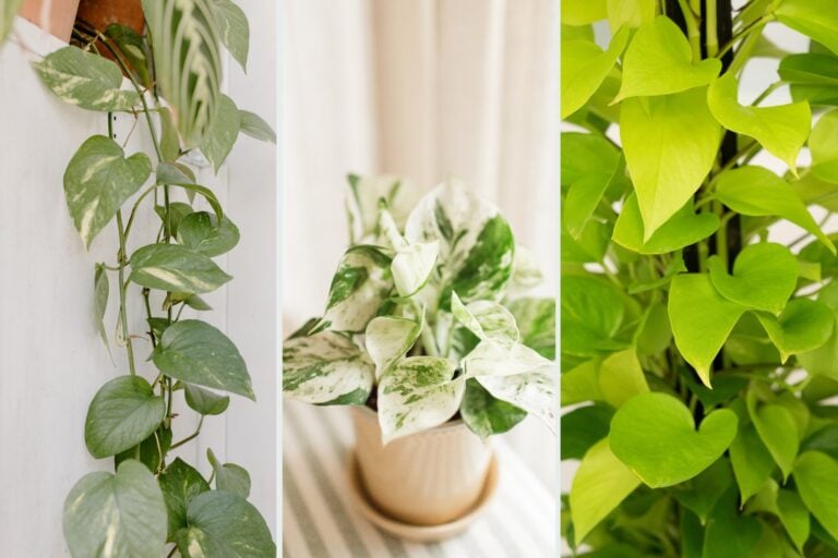 Types of Pothos Plants