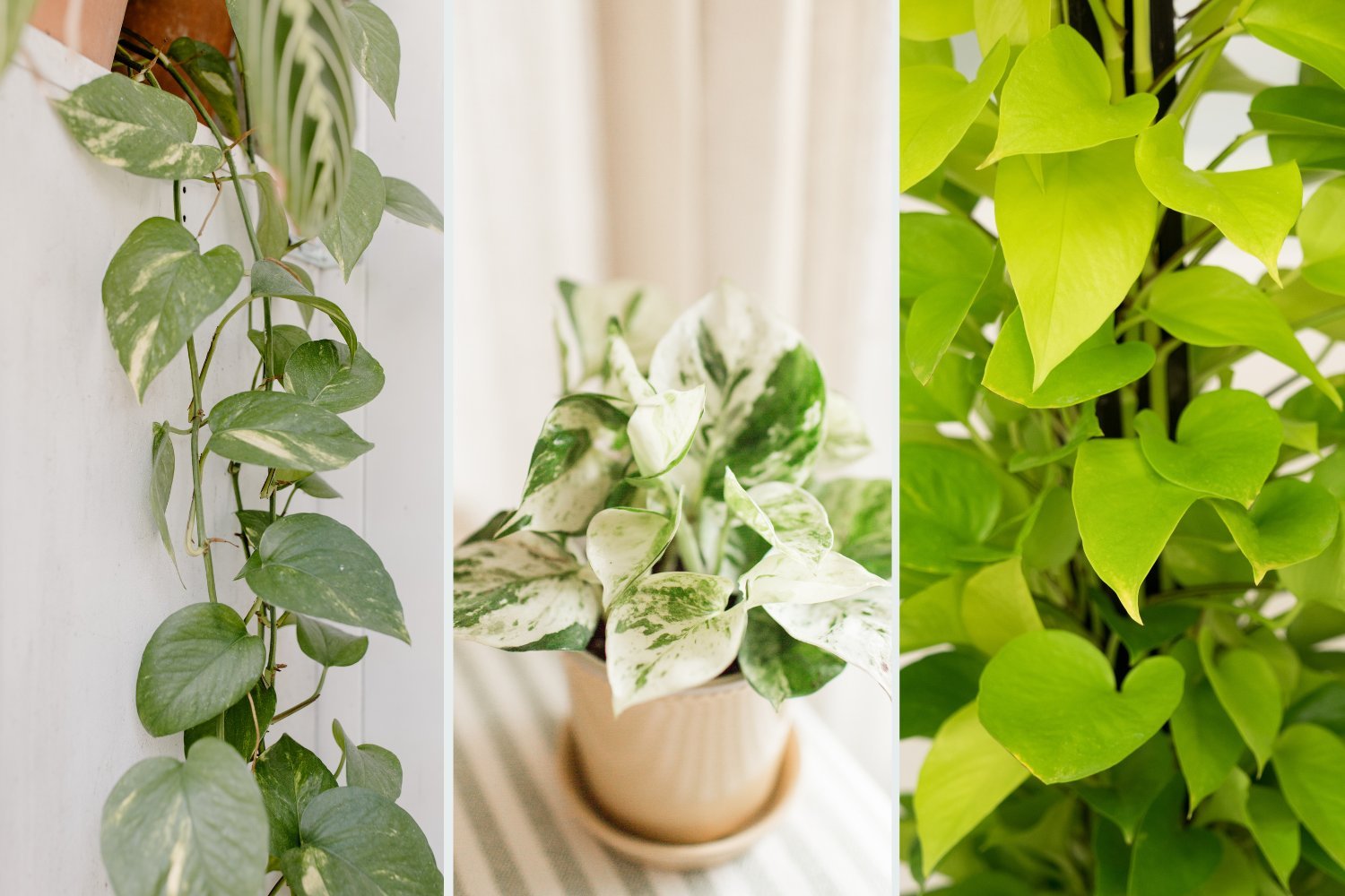 Types of Pothos Plants