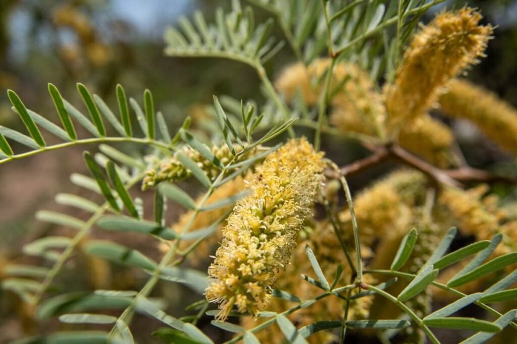 Velvet Mesquite Blossom (Prosopis velutina)