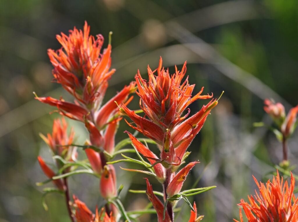 Wholeleaf Indian Paintbrush (Castilleja integra)