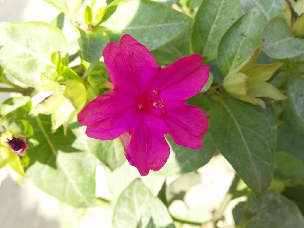 Wishbone Bush (Mirabilis laevis)