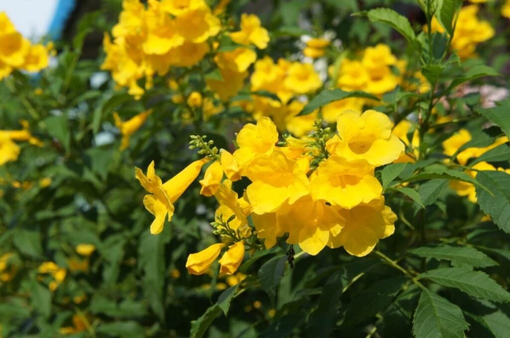Yellow Bells (Tecoma stans)