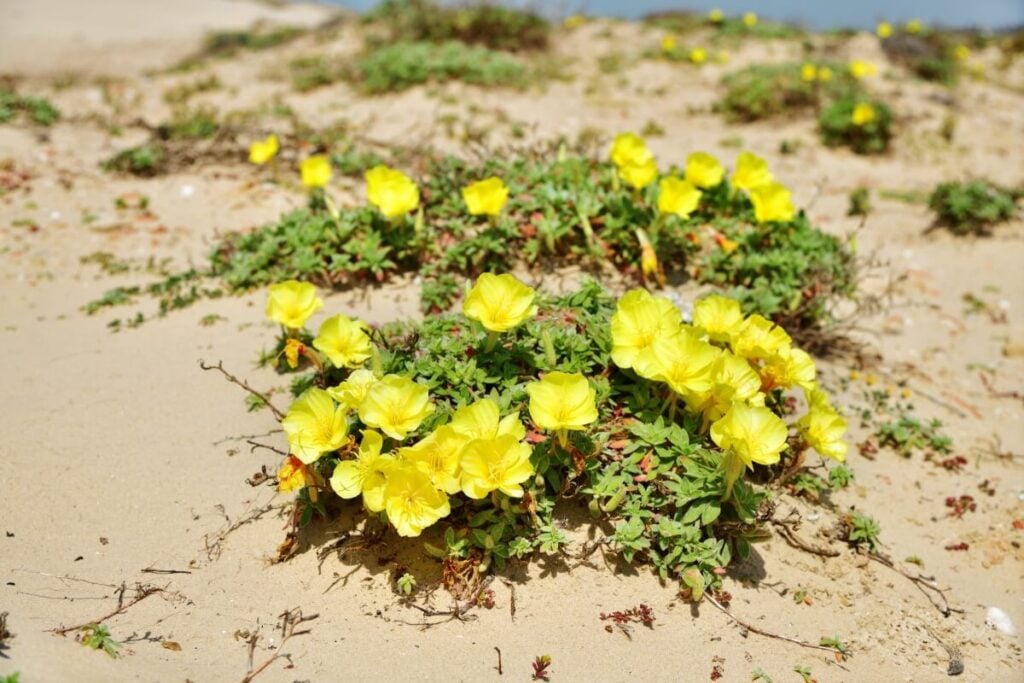 Yellow Desert Evening Primrose (Oenothera primiveris)