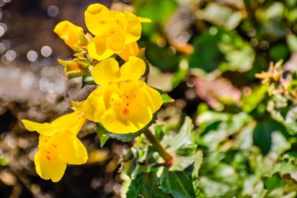 Yellow Monkeyflower (Mimulus guttatus)