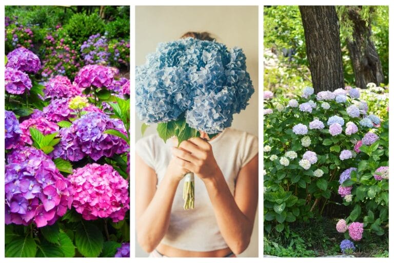 Colorful hydrangea flowers in bloom