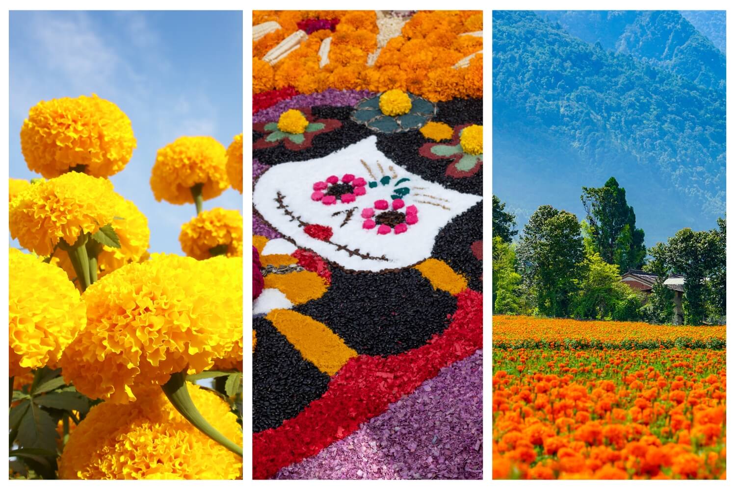Marigold Flowers in Bloom