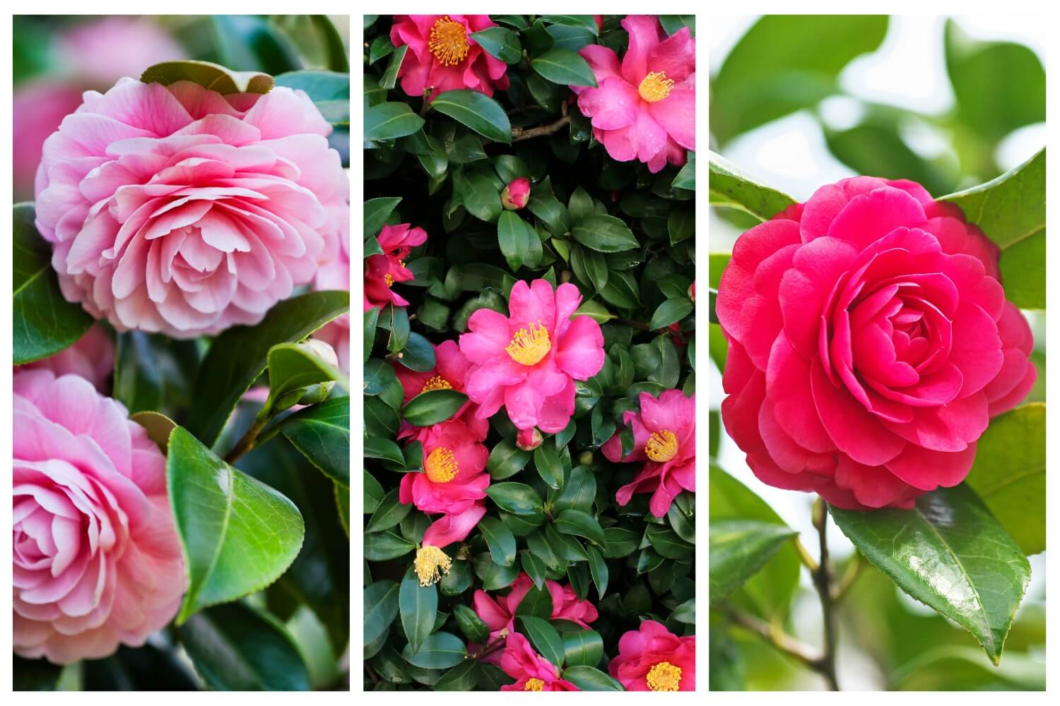 A variety of colorful camellia flowers in bloom