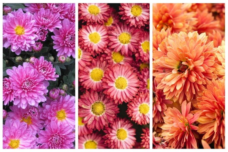 Colorful Chrysanthemum Flowers in bloom