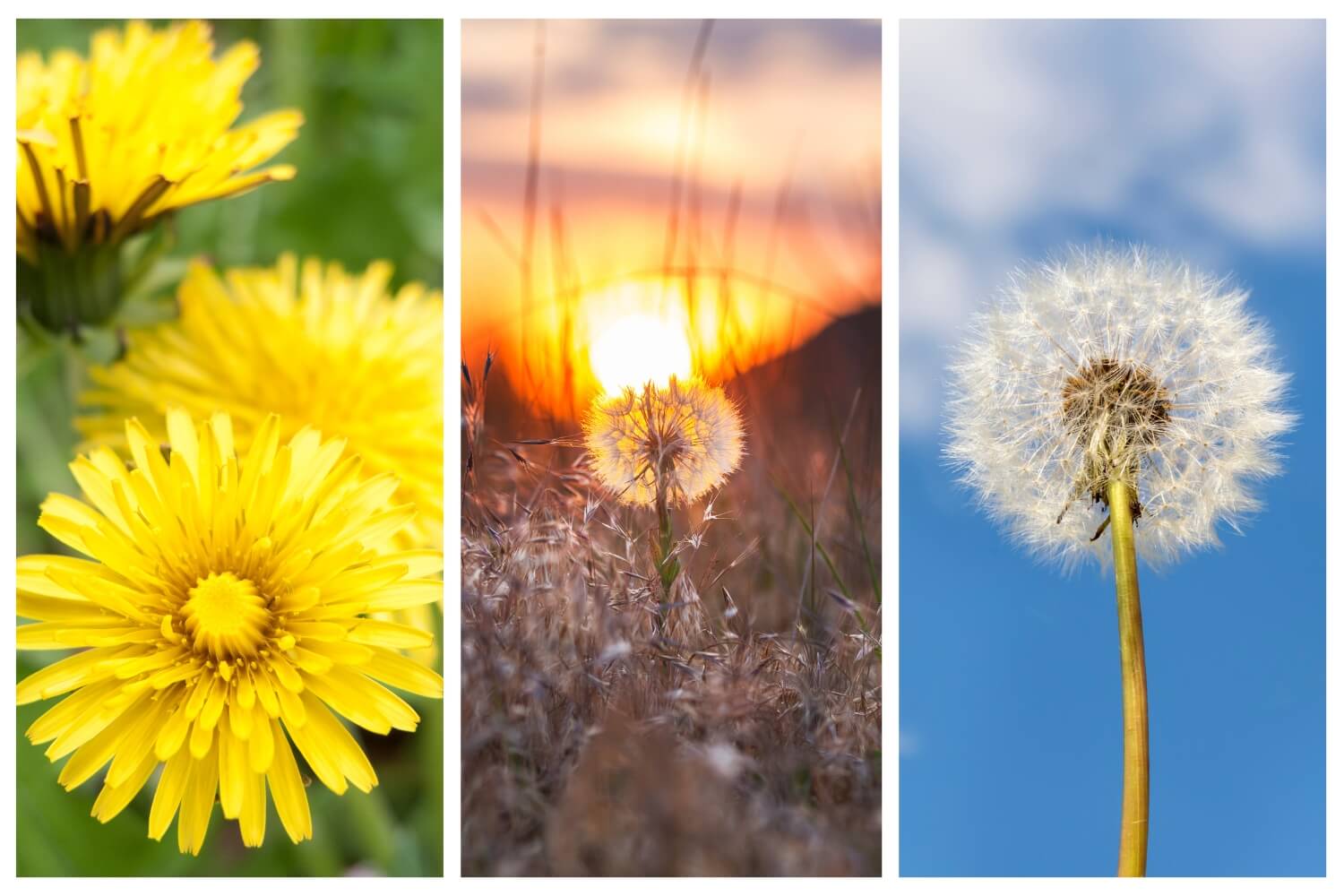 A collection of dandelion flowers in bloom