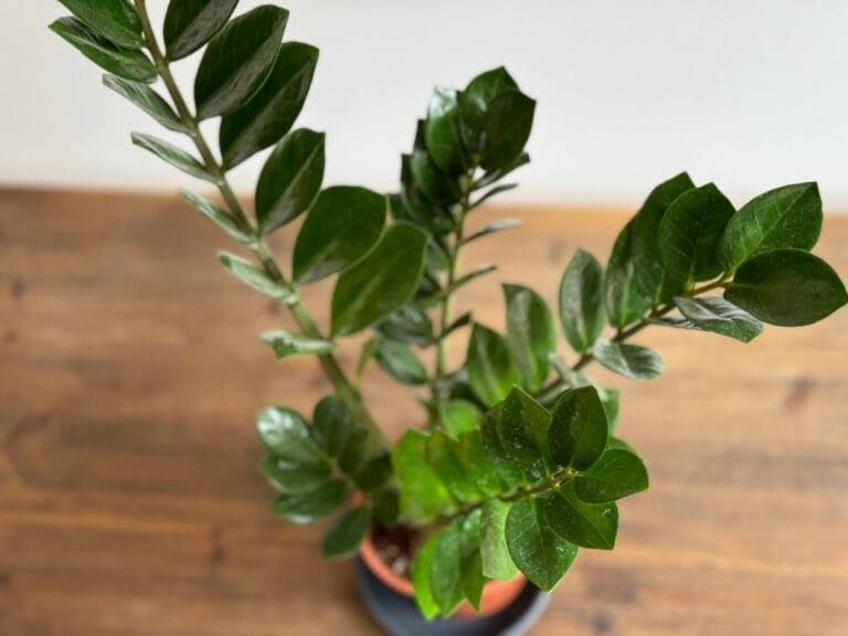 Glossy Green Leaves of a ZZ plant