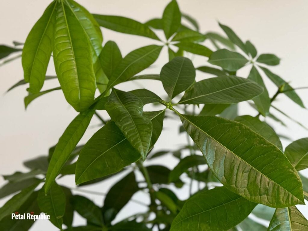 Green Glossy leaves of the Money Tree Plant