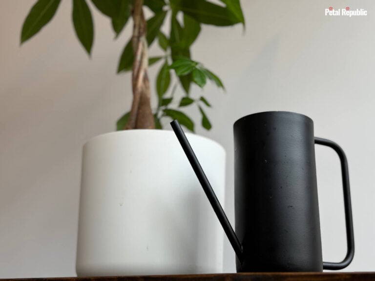 Money Tree Plant on Table with Black Watering Can