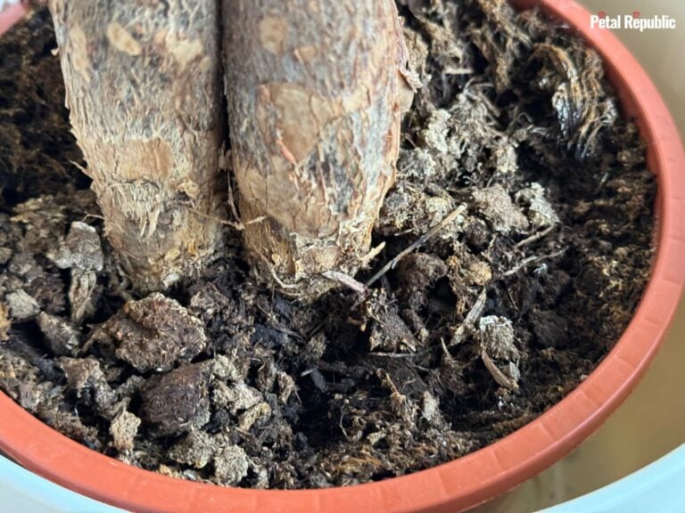 Money Tree Soil