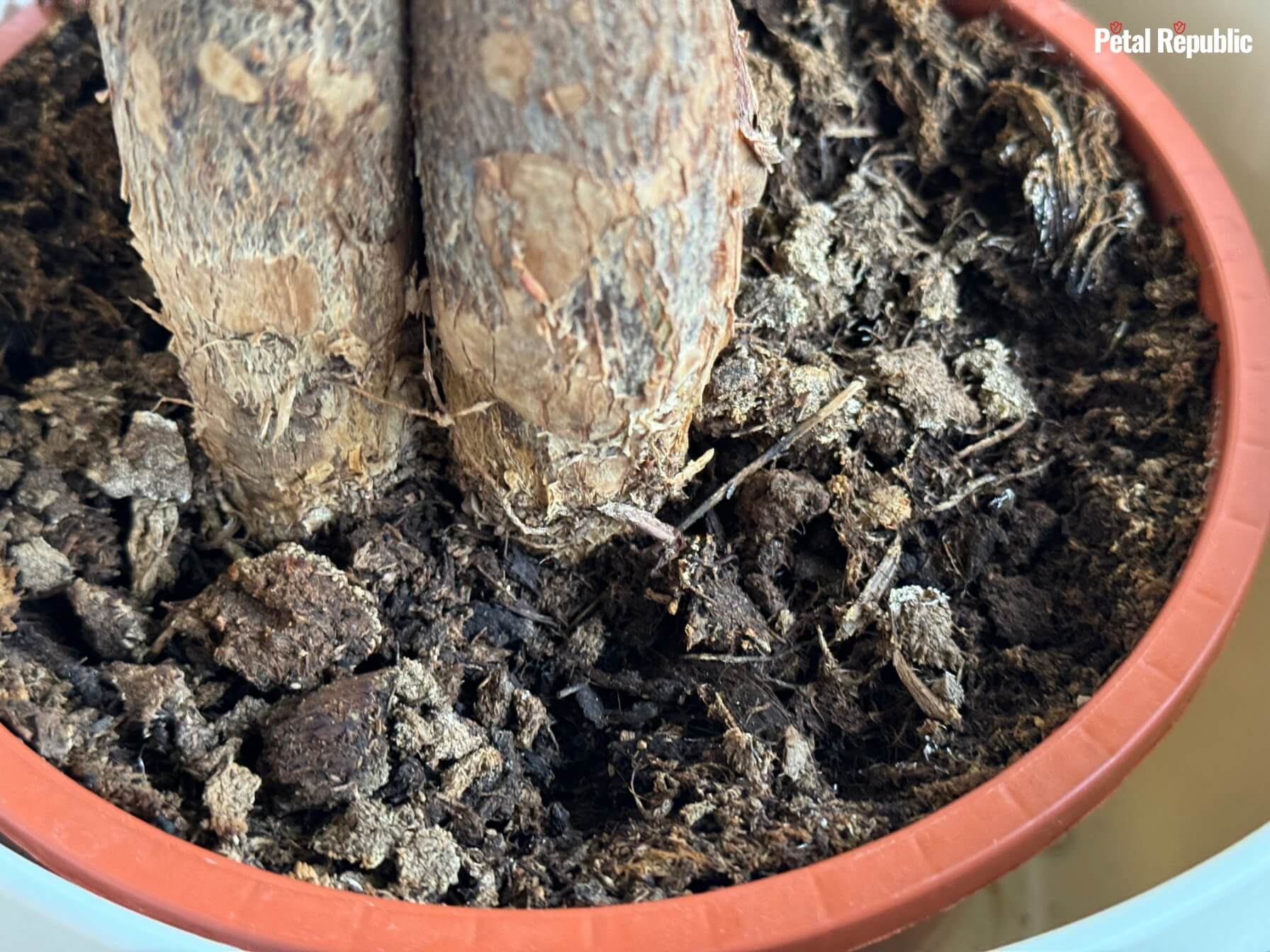 Money Tree Soil