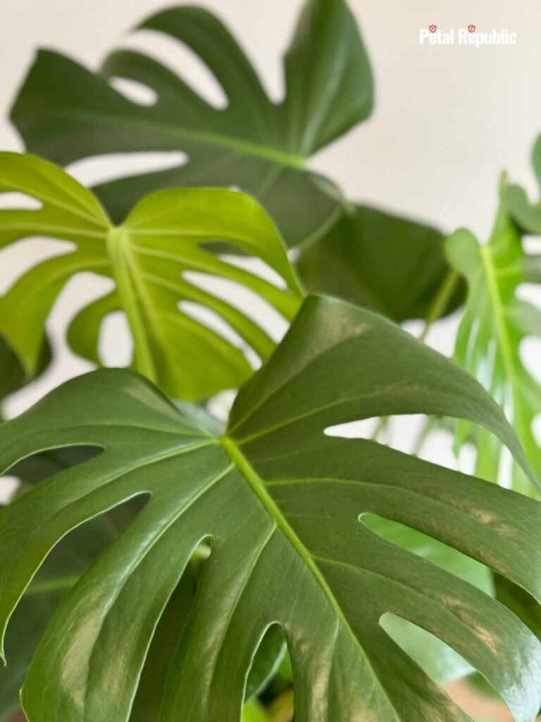 Yellowing Monstera leaves