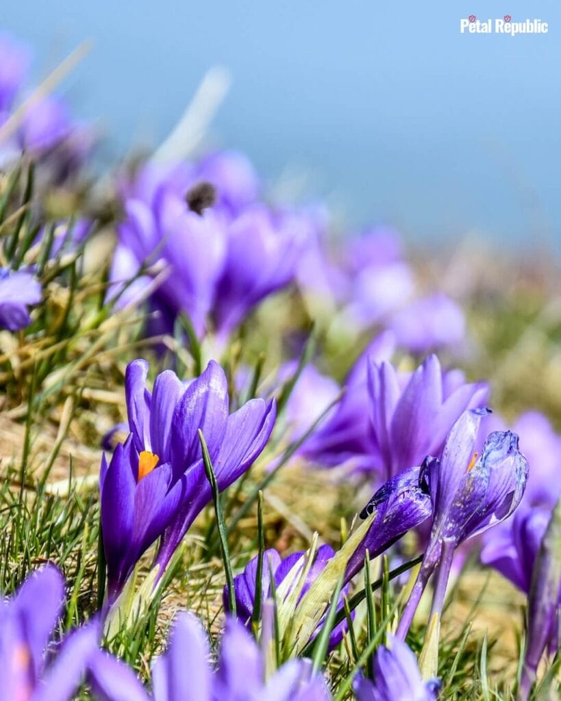 Purple Crocus Flowers