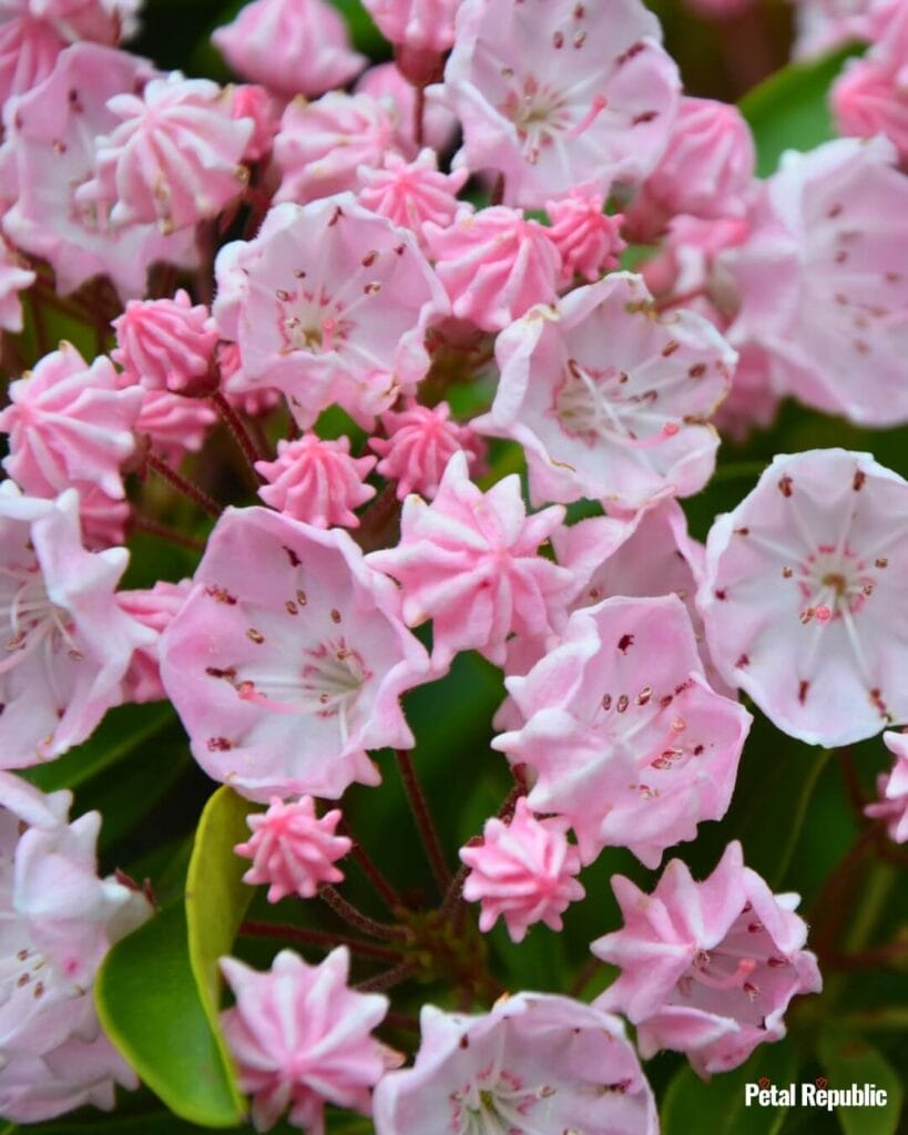 Pink Mountain Laurel flowers