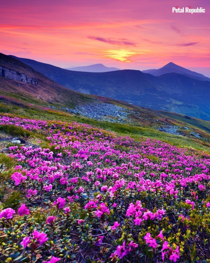 Mountain Pink Wildflowers in Bloom against a setting sun