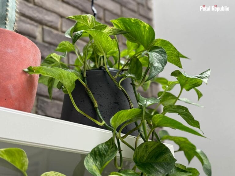 Pothos Plant on a white cupboard indoors