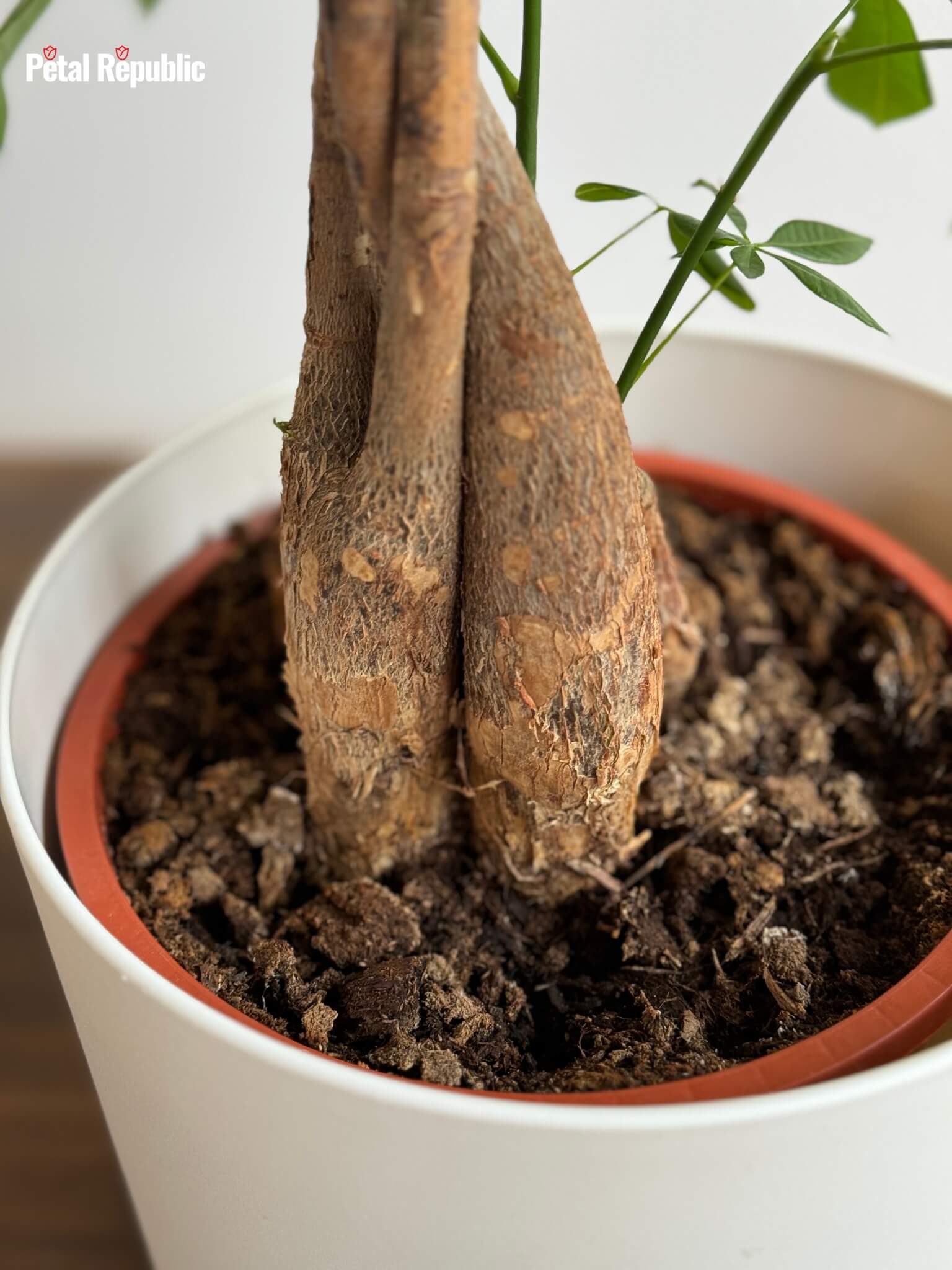 Best Soil Types for Thriving Money Tree Plants Petal Republic