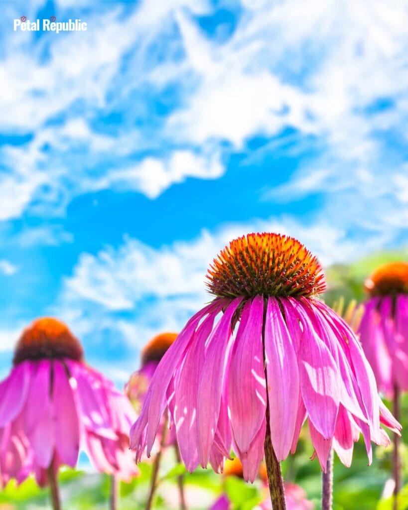 Bright pink coneflowers bloom against a blue sky