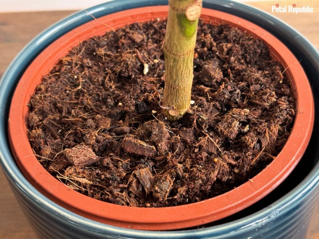 Rubber Tree Soil