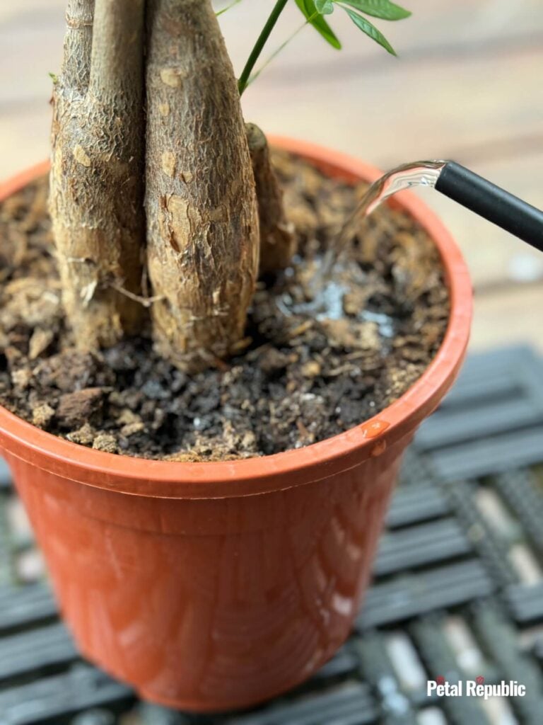 Watering Money Tree Plant