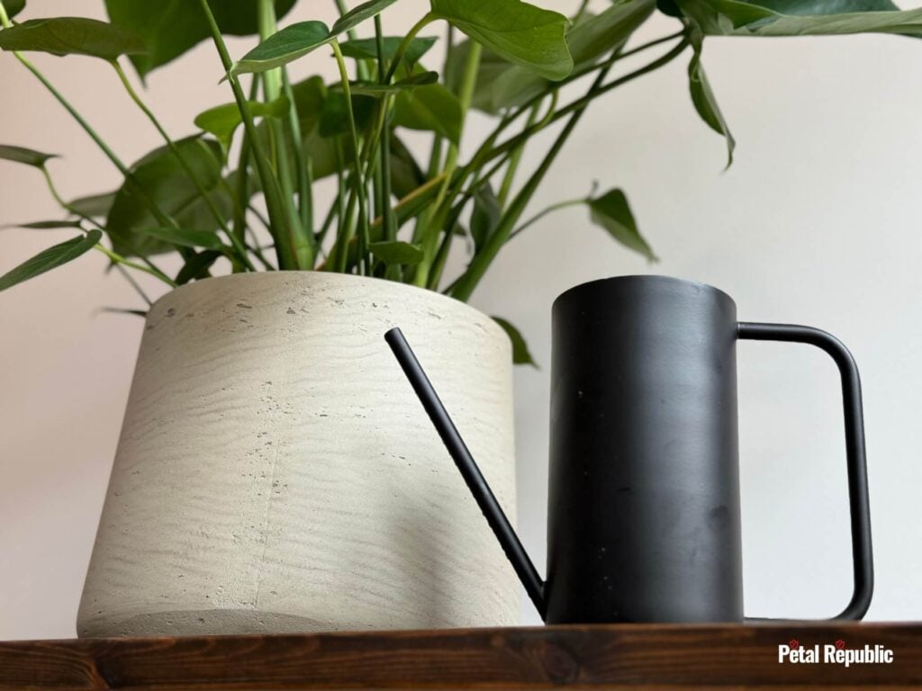 A monstera plant and a watering can