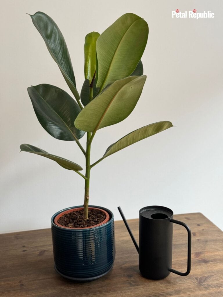 Rubber tree plant on a wooden table next to a watering can