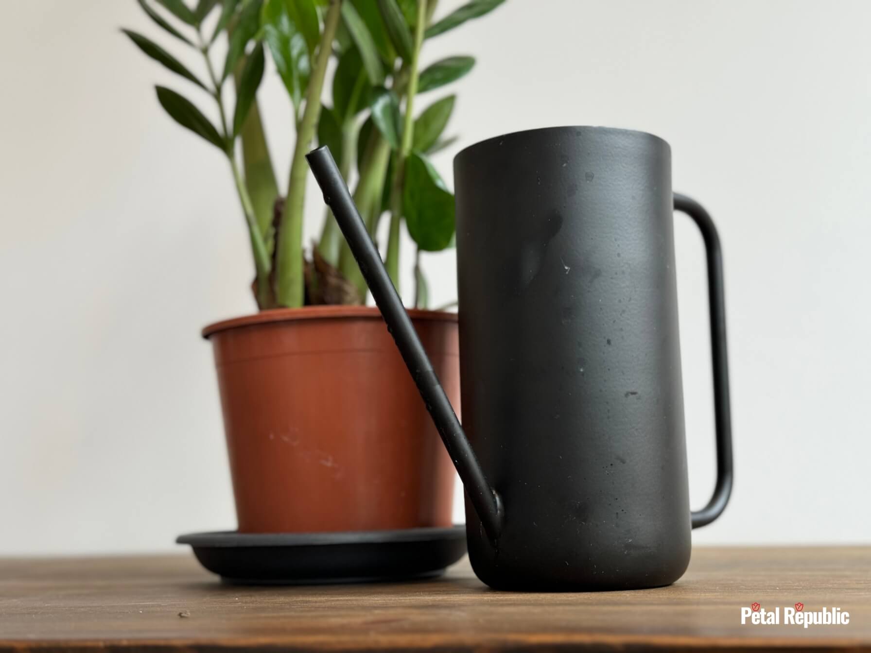 Watering a ZZ plant