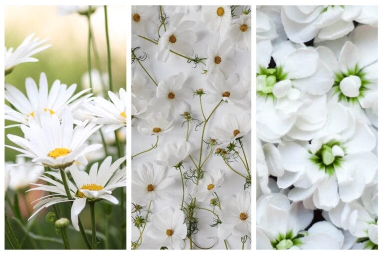 A selection of white flowers in bloom