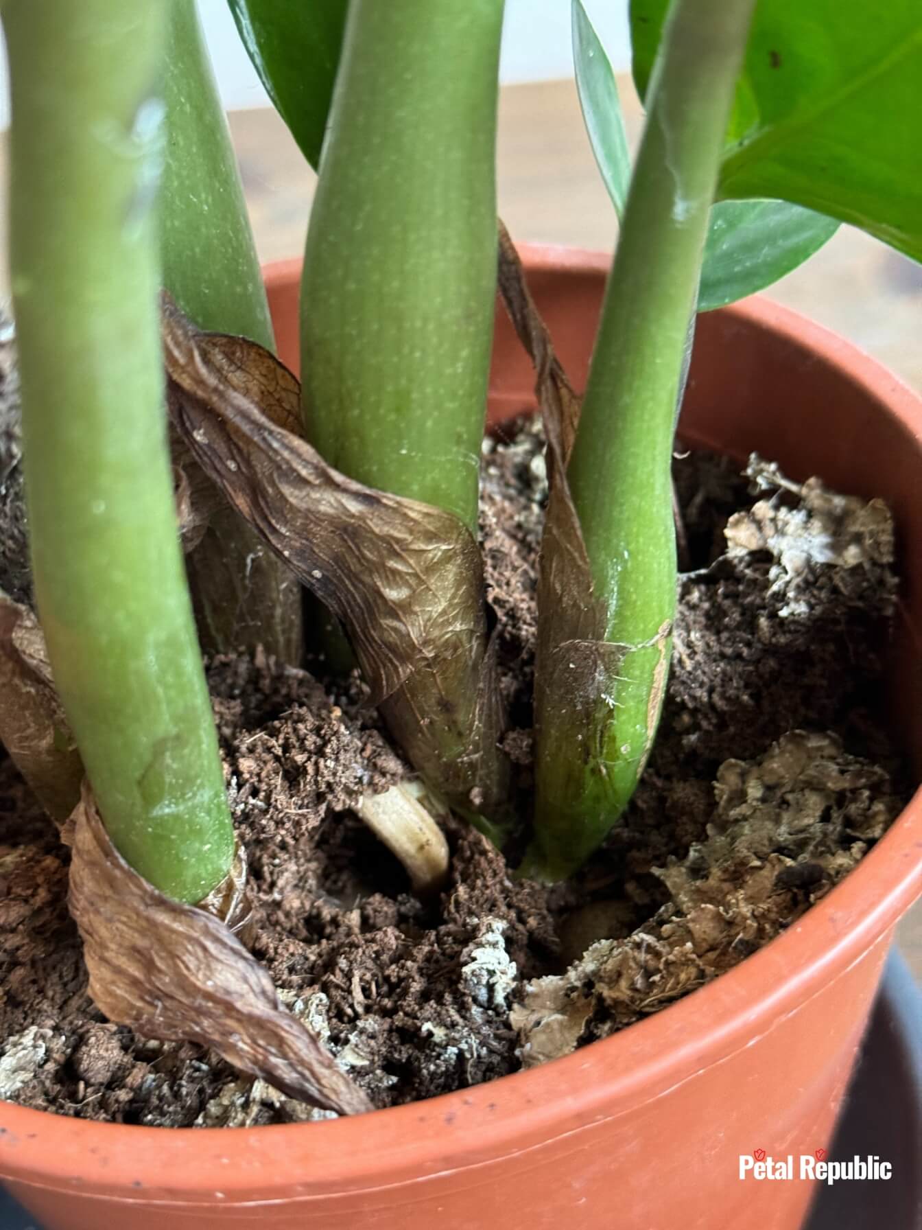 Best Potting Soil Mix for ZZ Plants to Thrive Petal Republic