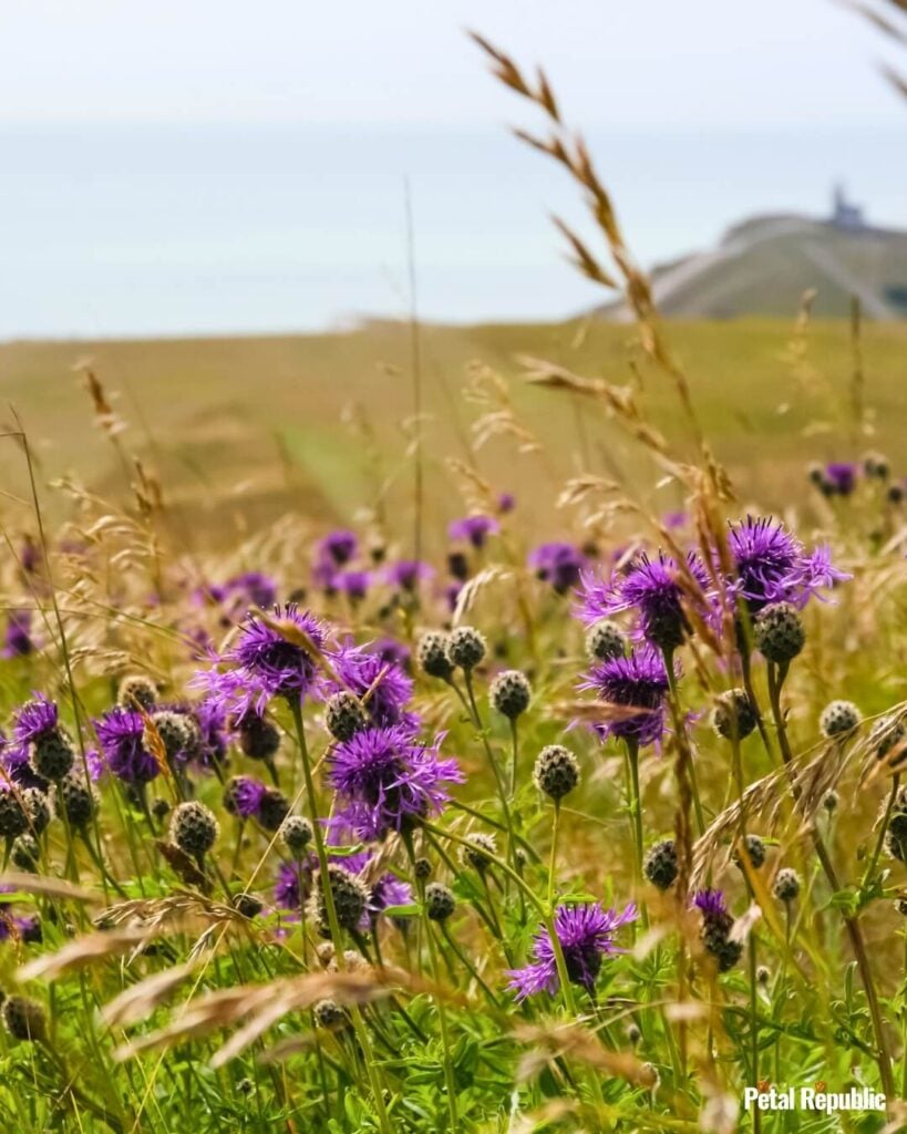 Greater knapweed flowers