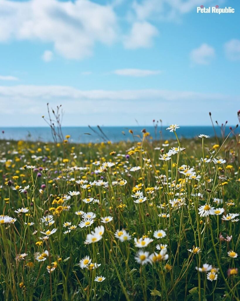 Wildflower meadows by the sea