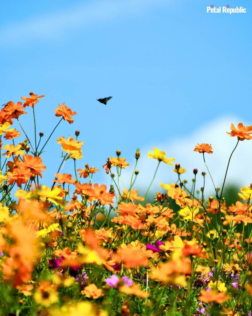 Orange Cosmos sulphureus flowers in bloom
