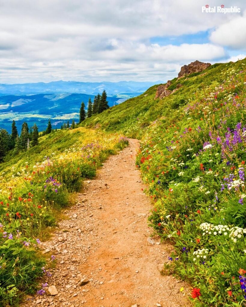 A mountain path bordered with colorful wildflowers