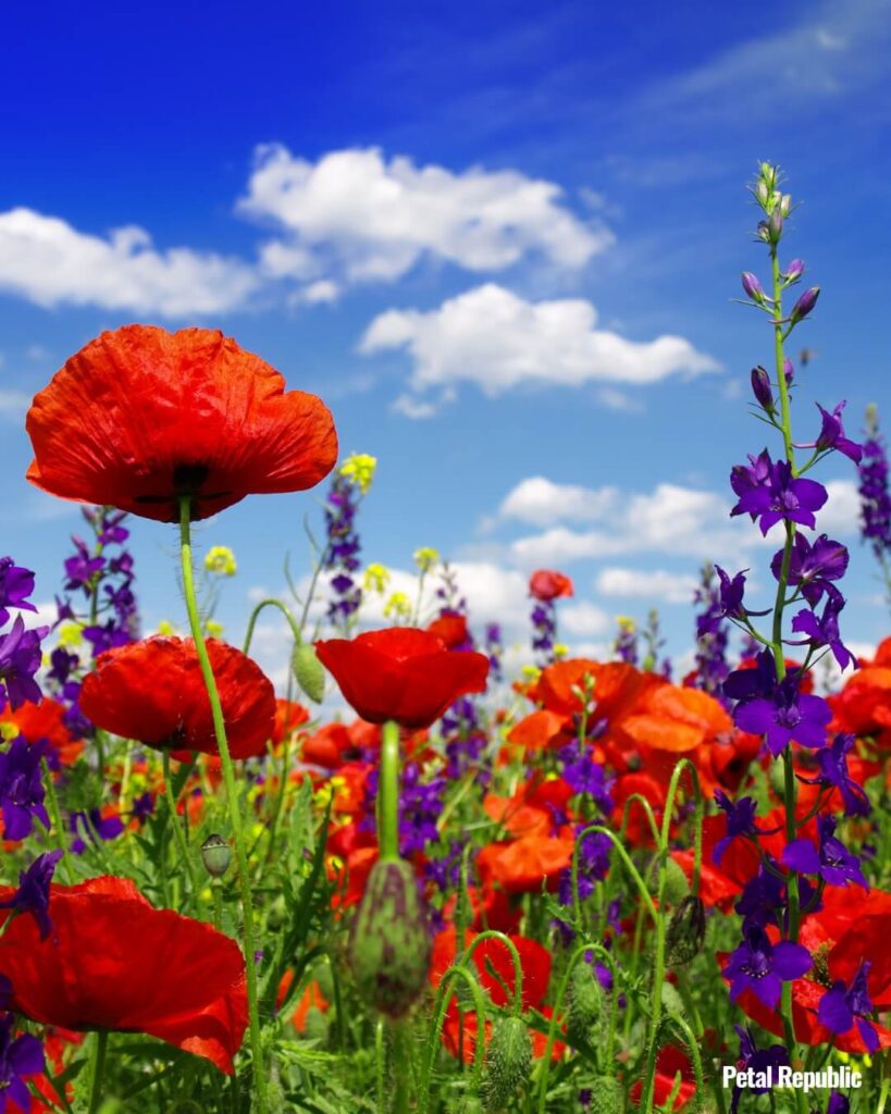 Papaver umbonatum wildflowers in bloom