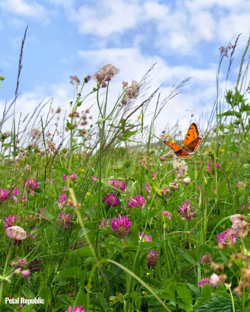 Wildflower Meadow in Bloom