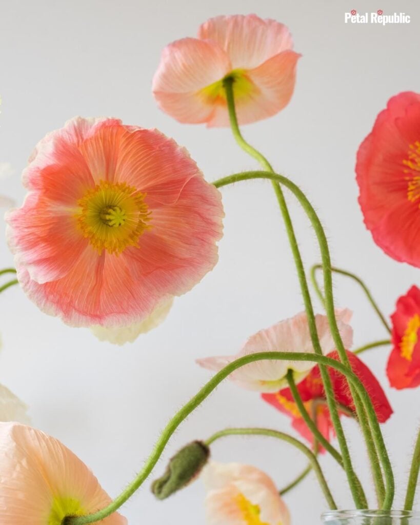 A vase of Iceland Poppies