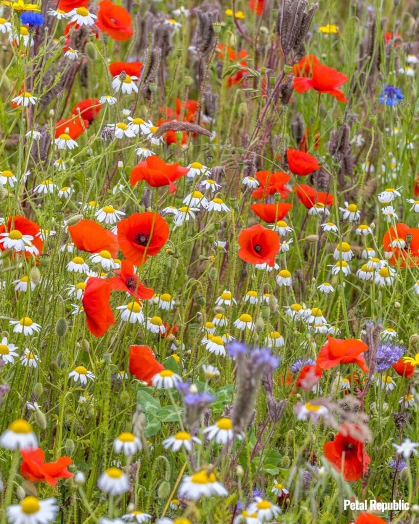 Red poppies and daisies in a field