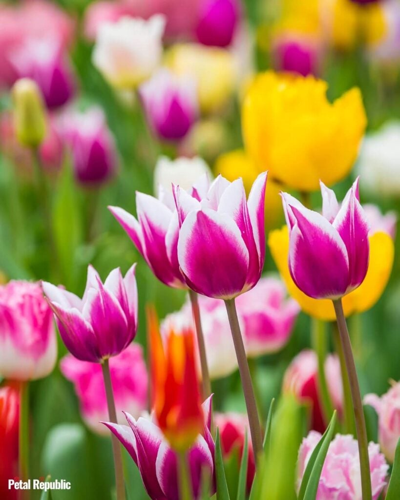 Purple Didier's Tulips