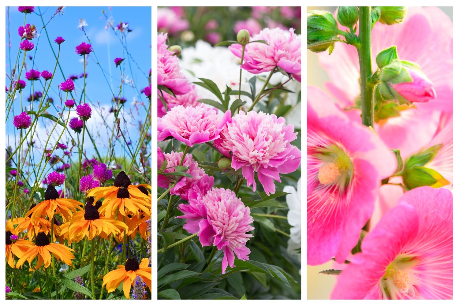 Best Types of Perennial Flowers for Full Sun