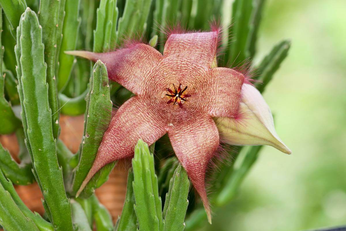 11 Flowers That Look Beautiful But Smell Terrible - Petal Republic