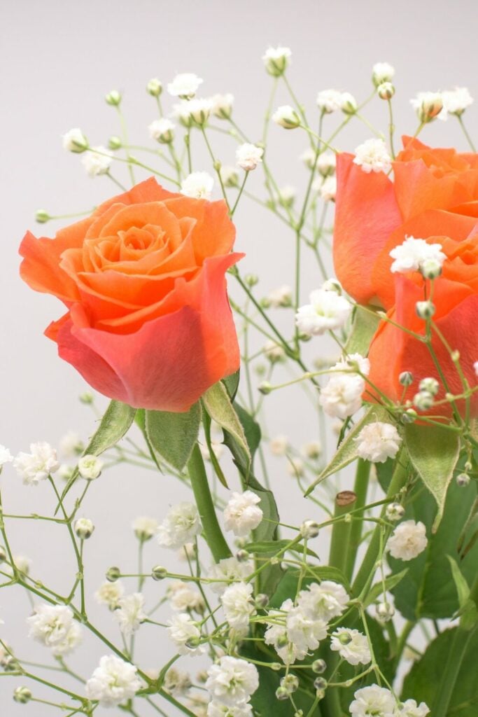Close-up of an orange rose bouquet accented with delicate white Baby’s Breath blooms, creating a soft and romantic contrast.