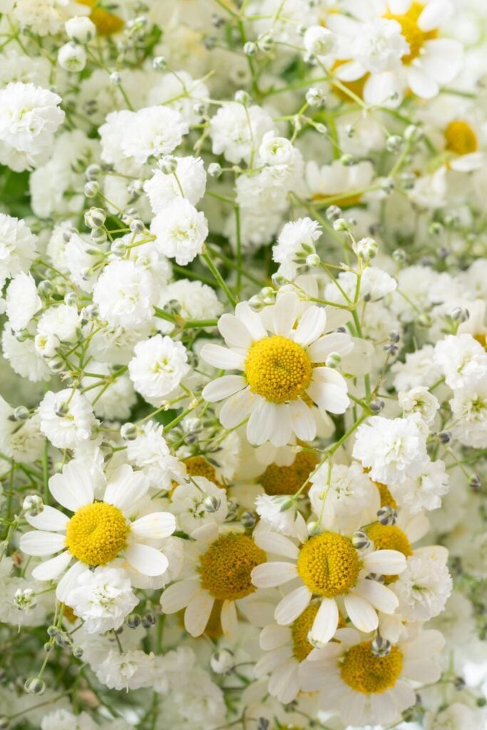 Close-up of daisies and baby's breath bouquet showing bright yellow centers and delicate white flowers